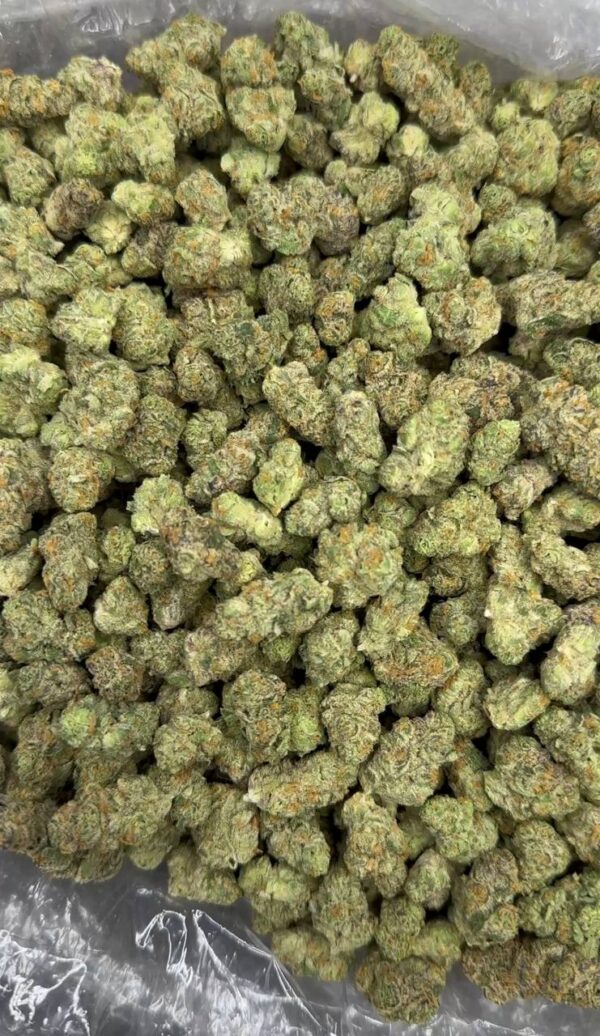 Sugar Piss Indoor Smalls