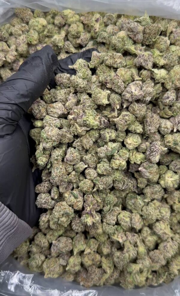 Lemon Cherry Gelato Smalls