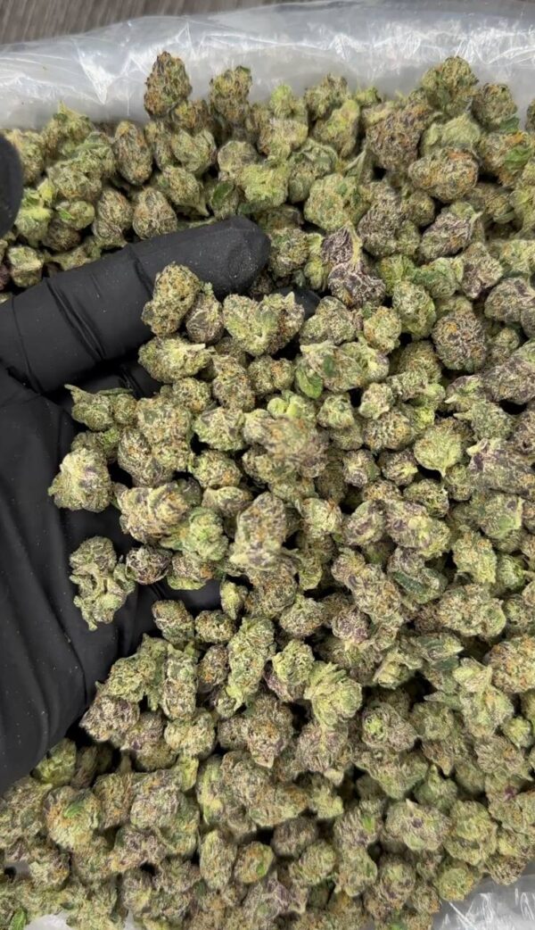 Za Latto Exotic Candy Smalls