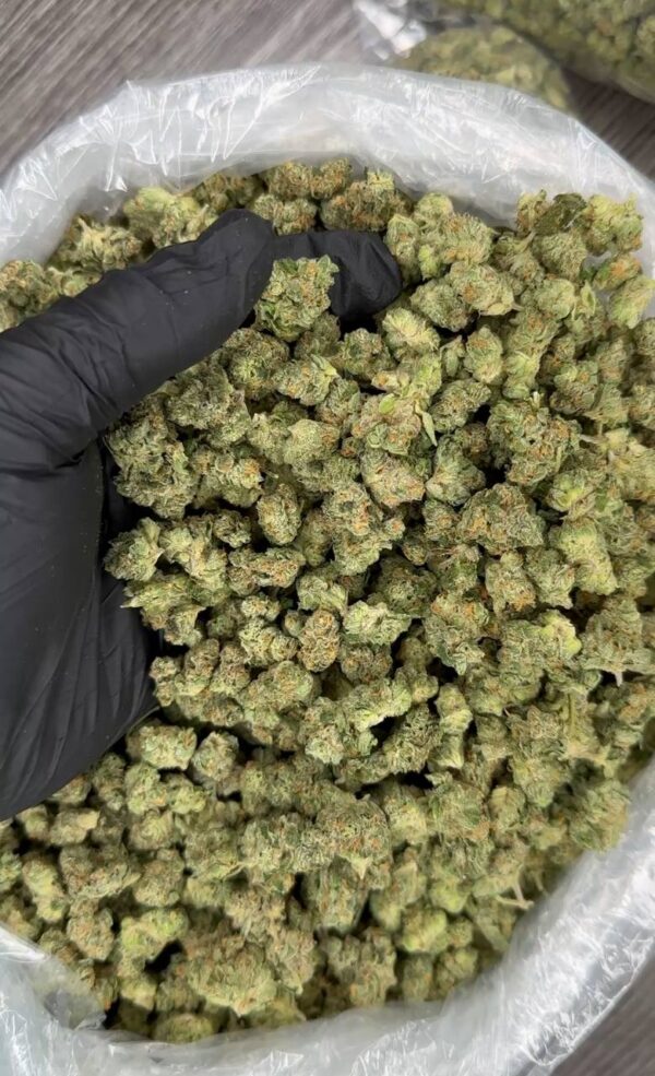 Indoor G44 smalls