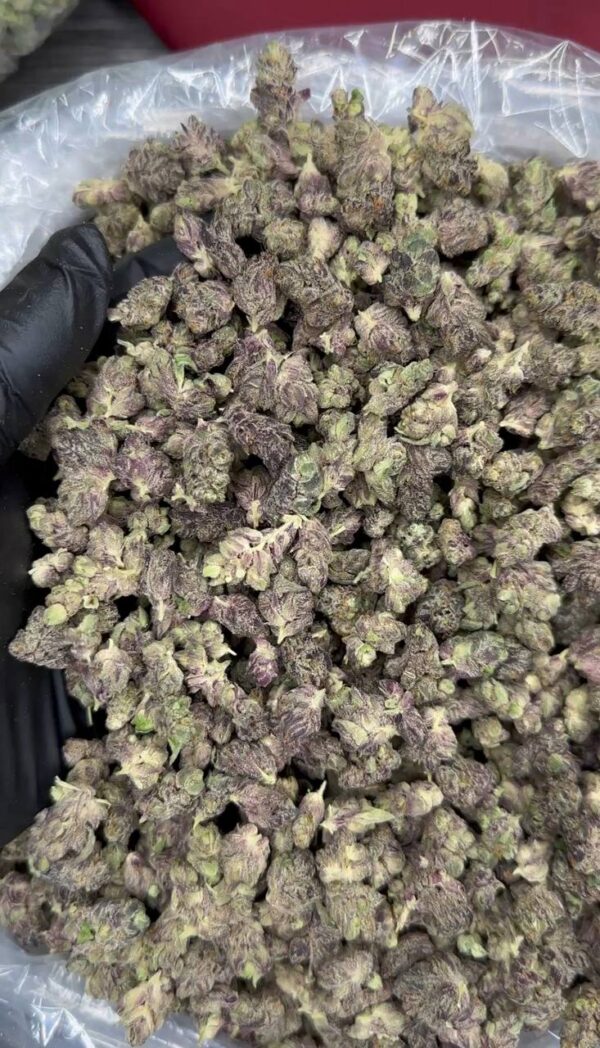 Pink Runts exotics smalls